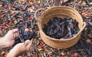 SISTEMAS DE QUALIDADE NA FILEIRA DA ALFARROBA EM SESSÃO «B2B» EM LOULÉ