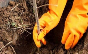 Abertas candidaturas para projetos de arborização. ICNF tem 194 mil plantas para dar