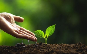 Zoomarine, Câmara de Faro e UAlg em parceria para plantar 3.500 árvores com a ajuda de voluntários