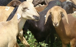 Agricultores devem manifestar intenção para beneficiar dos pagamentos ligados aos animais 