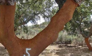 Cotação média nacional da cortiça nos 28,45 euros cada 15 quilos