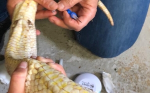 Zoo de Lagos recebe Piton Albina capturada em Querença