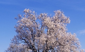 LOULÉ CRIATIVO PROPÕE PASSEIO PELAS AMENDOEIRAS EM FLOR E ATELIER DE DOÇARIA REGIONAL