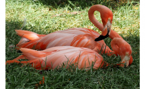 JARDIM ZOOLÓGICO COMPLETA 136º ANIVERSÁRIO