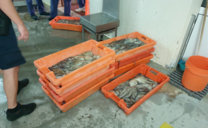 Governo proibe pesca do polvo na costa algarvia aos fins-de-semana 