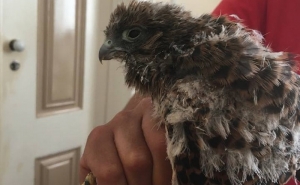 FALCÃO PENEIREIRO DEVOLVIDO À NATUREZA EM PORTIMÃO.