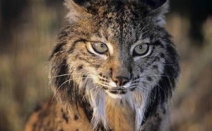 Lince ibérico reintroduzido em breve em 2.000 hectares de terrenos em Portugal