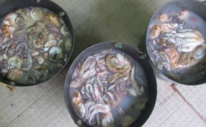 Polícia Marítima combate fuga à lota em Tavira