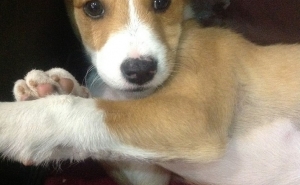 Apareceu a «Lua» a cadelinha desaparecida em Loulé 