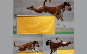 Algarve acolhe primeira formação canina de IGP em Portugal