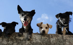 AlgarveShopping recebe nova campanha de adoção de animais 