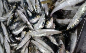 Autoridade apreendem no Algarve 3.200 kg de sardinha capturada ilegalmente