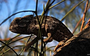 60 mil euros na criação de um Centro de Recuperação e Investigação do Camaleão do Algarve
