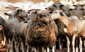 Declaração de Existências de Ovinos e Caprinos tem de ser feita até 31 de janeiro 2017