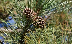 Sete Entidades vão procurar Programa de luta contra a praga que afecta o pinhão