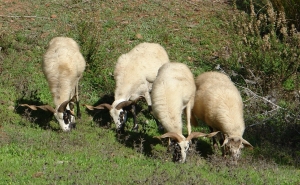 Dieta Mediterrânica revela segredos na confeção de carne guisada