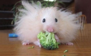 Curiosidade da semana: Animais com uma majestosa «cabeleira»