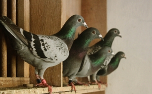 Estádio Algarve recebe Campeonatos Internacionais de Columbofilia