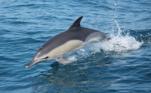 Grupo Dream Wave comunica os seus avistamentos de Cetáceos em 2016 na Costa Algarvia
