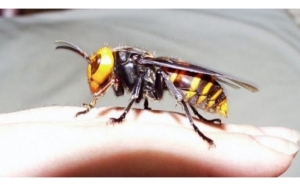 VESPA ASIÁTICA ATINGE SUL DO PAÍS