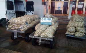 Apreensão de 1,5 toneladas de berbigão subdimensionado