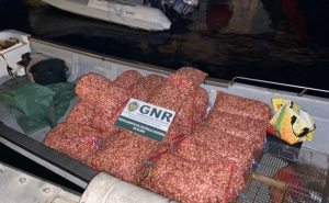 Mais de meia tonelada de berbigão apreendida por captura durante a noite