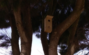 Projeto de alojamento para aves quer colocar 2.000 abrigos em dois anos no Algarve