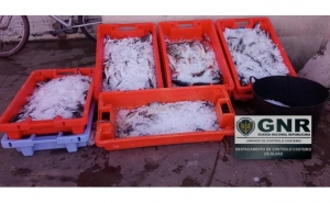 Quarteira – Apreensão de 141 quilos de pescado