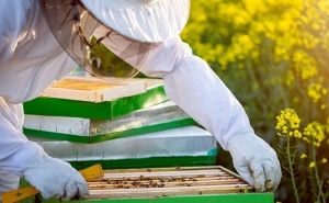 App quer simplificar trabalho dos apicultores ao criar «colmeias hi-tech»