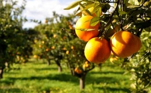 Três detidos por roubar laranjas em Tavira