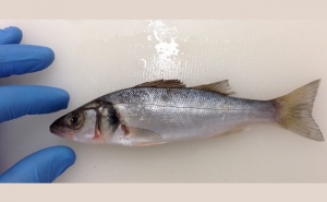 Farinha de ervilha pode ser a solução para diminuir custos na aqualcutura