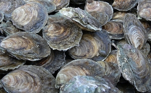 Produtores de ostras exigem saber destino a dar a cascas depois da mortandade no Algarve