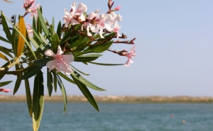 «Viva a Primavera!»: Novo programa cultural de Tavira