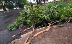 Proteção Civil regista 47 ocorrências entre as 00:00 e as 08:00 de hoje devido à chuva