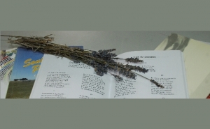 Biblioteca Municipal de Aljustrel promove encontro de poetas populares