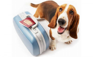 Passaporte obrigatório para cães, gatos e furões