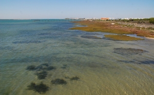 Ria Formosa regista nível de oxigénio perigoso para peixes