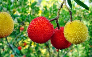 A APANHA DO MEDRONHO NA SERRA DO CALDEIRÃO É PROPOSTA DO LOULÉ CRIATIVO