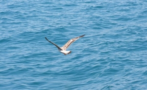 «Volta do Mar», um projeto para mostrar aos turistas «a outra faceta» do Algarve