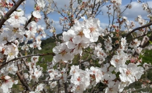 Meia centena de amendoeiras vão ser plantadas em Faro  no âmbito da iniciativa Plantar Portugal