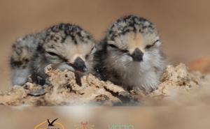 Salinas de Olhão e Faro vão ter micro-ilhas para as aves fazerem ninho
