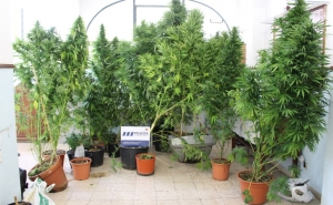 Detidos por tráfico de estupefacientes em Portimão