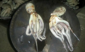 Apreendidos 80 Kg de polvo em embarcação ilegal