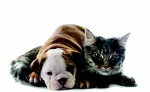 Município de Monchique lança campanha de apoio à esterilização de animais de companhia.