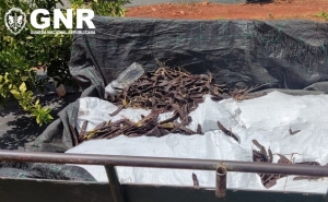 Silves – Dois detidos em flagrante e três identificados por furto de alfarroba