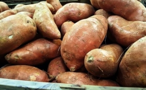 Produtores de batata-doce já podem exportar para o Egipto