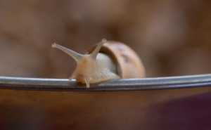 Sun Day ou Dia do Sol