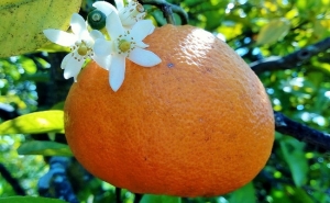 Cabaz da Terra promove Dieta Mediterrânica