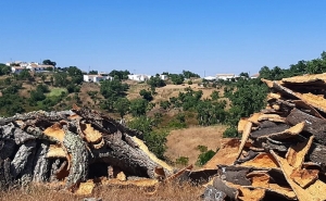 Parceria pelo futuro | UNIVERSIDADE DO ALGARVE APRESENTA MESTRADO EM GESTÃO SUSTENTÁVEL DOS ESPAÇOS RURAIS EM SÃO BRÁS DE ALPORTEL