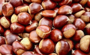 Produção de castanha deve subir até 20% para 50.000 toneladas e com mais qualidade